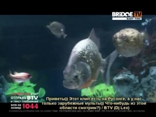 Bridge tv baby time the chemical brothers salmon dance 2007