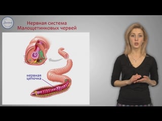 13 биология 7 тип кольчатые черви класс малощетинковые класс пияи