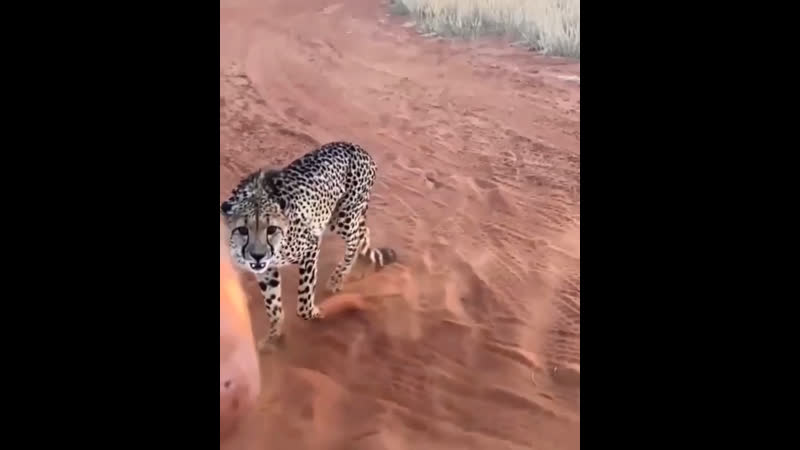 Гепард нападает