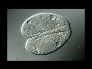 Paramecium caudatum conjugation 400x dic