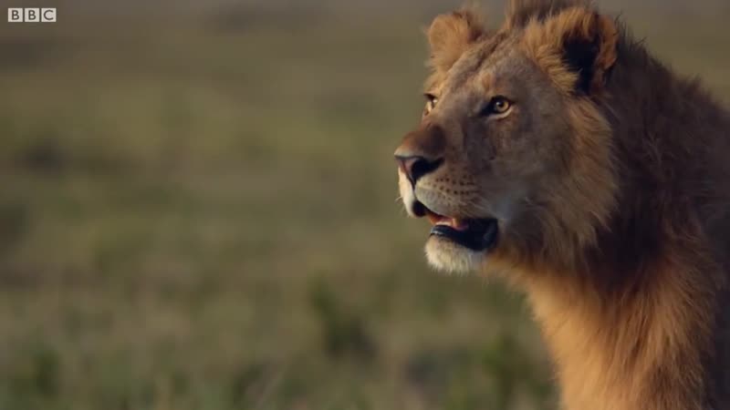 Гиены загнали в угол льва, но ему помог брат