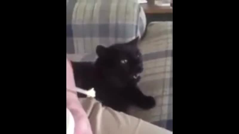 Просто посмотри как коты едят мороженое