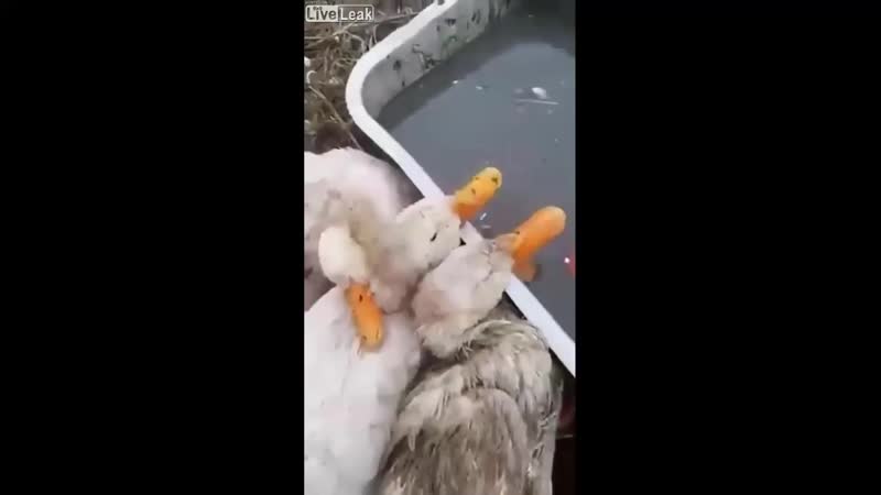 Передоз porn video – Передоз