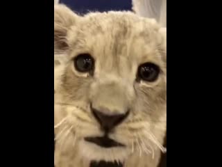 Lion "я вот маленько молодые"