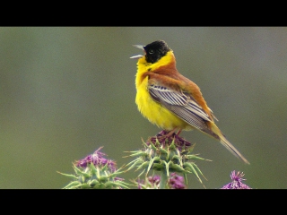 Black headed bunting овсянка черноголовая emberiza melanocephala