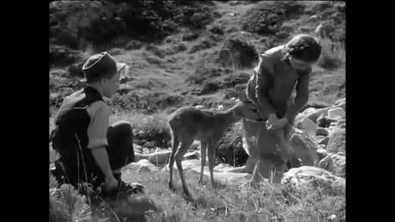 Хайди / heidi (1952 швейцария) драма молодые в кино режиссер луиджи коменчини / luigi comencini