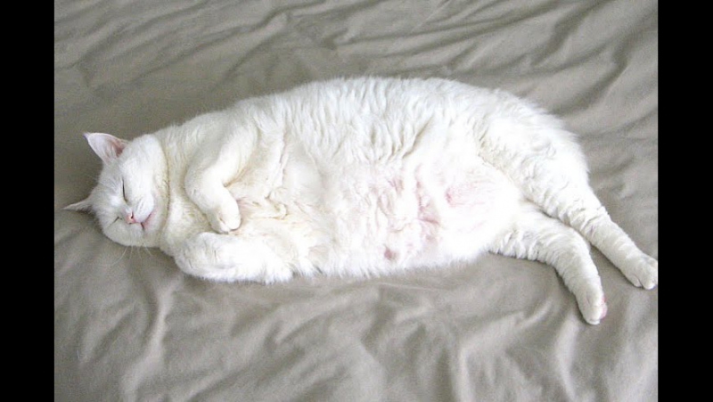 Ожирение для всех