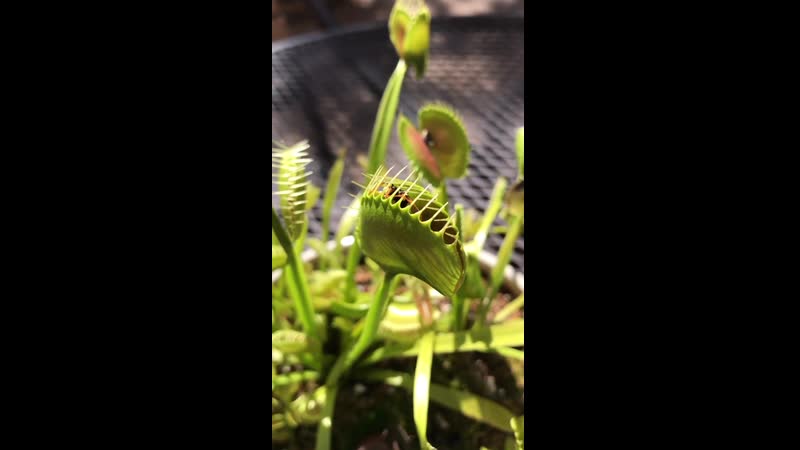 Венерина мухолоа пожирает большую осу