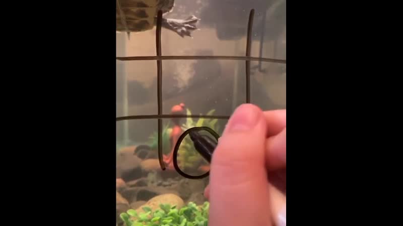 Крестики нолики с черепахой