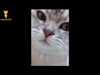 おかしい猫 かわいい猫 おもしろ猫動画 hd #109 забавные кошки и коты