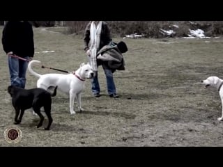 Dogo argentino