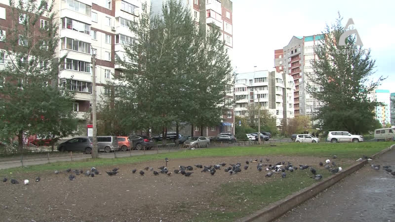 Пернатое соседство на улице молокова