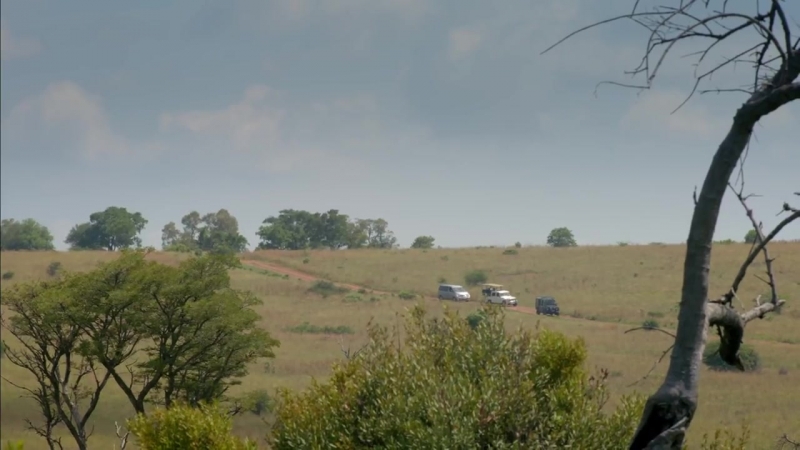 Стоматологи спасли величественного льва и вернули его в дикую природу