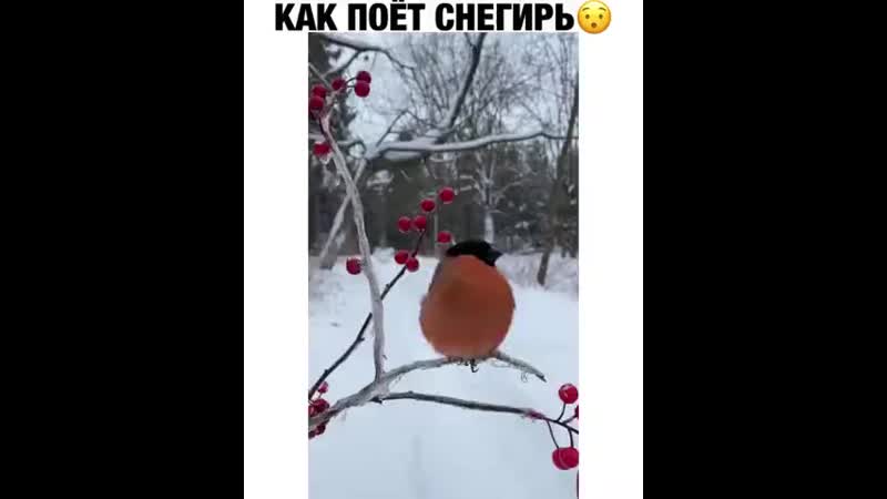 Снегирь поет