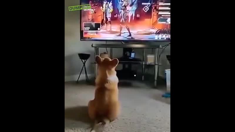 Зря "быканул"