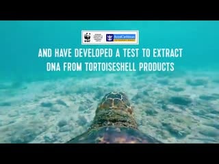 Видео от пора на море! морские круизы, туры 2020