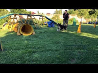 Боз и гудвин, домашнее аджилити 24 06 2020