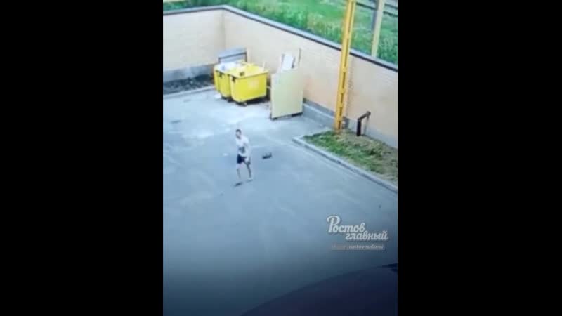 Быдлан обычный