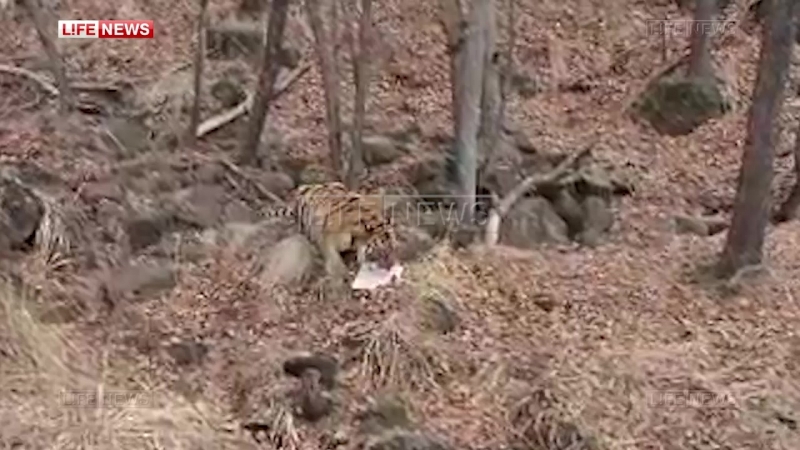 Тигр амур в подарок на день рождения получил торт с фаршем