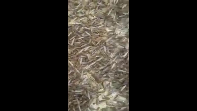 Найдено место где зимуют комары