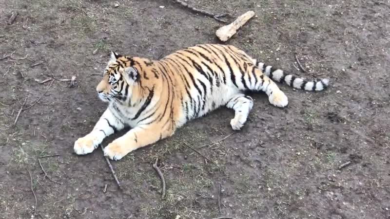 Даниэлла вознесенская тигриные будни в тайгане
