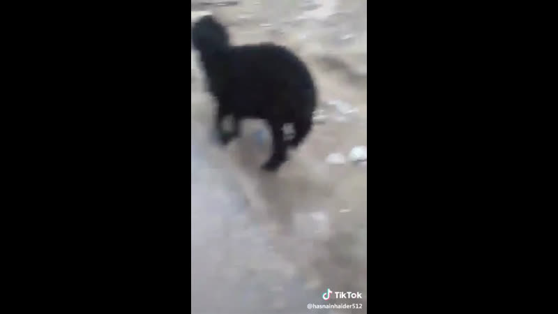 Баран вьебал