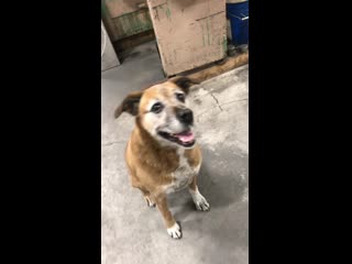 Meet amber, the best guard dog ever she was faithful to her job at my dad’s business for 18 years, chased every car and nipped