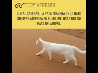 Hoy aprendi on instagram hoyaprendi sabiasque (mp4) mp4