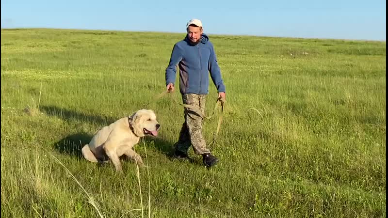 Выпускник питомника тимерташ юлбарс доблестный воин (красноярск) сын линды и илюши (тимерташ само совершенство + тимерташ илья