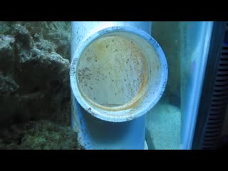 Clownfish eggs day 8!!!