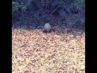 Michael jackson his second incarnation