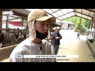 Кроха боится больших коров!!!