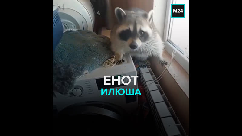 Енот илюша москва 24