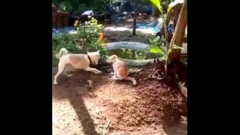 С вертухи уработал блохастого