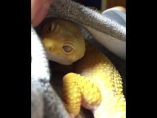 Эушка греется в кармане