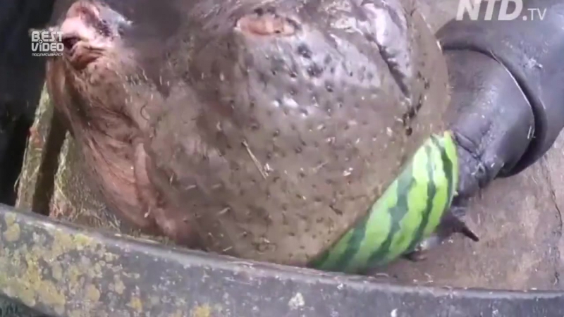 Бегемоты любят арбузики