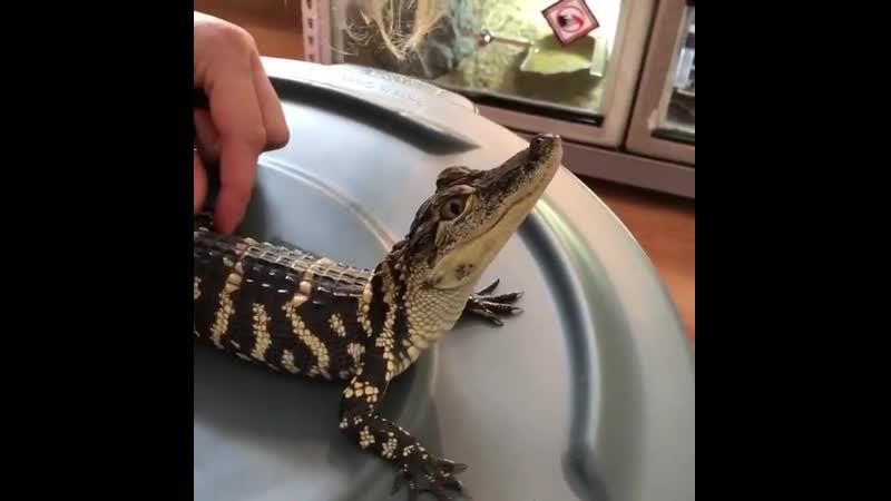 Какие звуки издает довольный аллигатор?