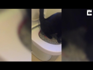 Неудача кошака в туалете