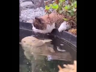 Пришел к любимой на свиданку)))