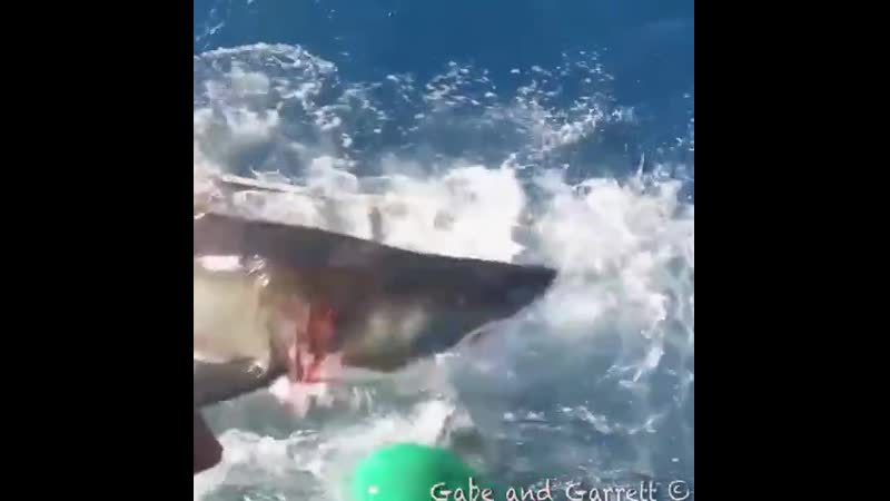 Огромная белая акула сломала прочную металлическую клетку, в которой находился дайвер турист 😨