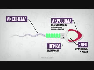 Строение сперматозоида