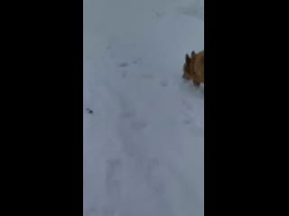 Video 20200309 141002 mp4