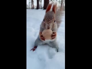 Red squirrel that looks like its wearing a gray sweater in rossiya
