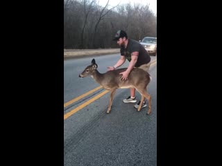 Scared deer gets helped off the road by a man picking her up to the sidewalk mp4