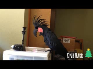 Funny parrots