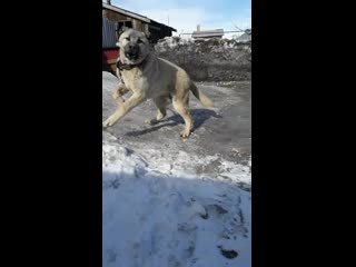 Видео от волкодавы кааза, азии только тяжи и супертяжи