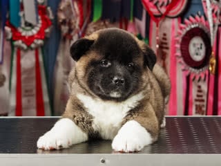 Бэкстейдж фотосъёмки щенков