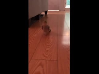 Tiny tippy taps