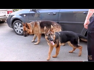 Funny german shepherds are played немецкие овчарки дикс и