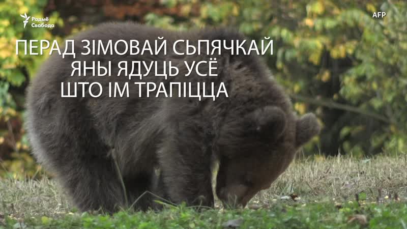 Што пагражае румынскім мядзьведзям?